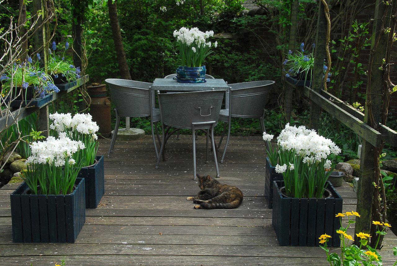 Paperwhites: Growing Paperwhite Flowers Indoors & Outdoors