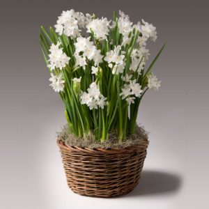 Paperwhites Potted Bulb Garden