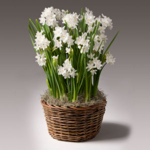 Paperwhites Potted Bulb Garden