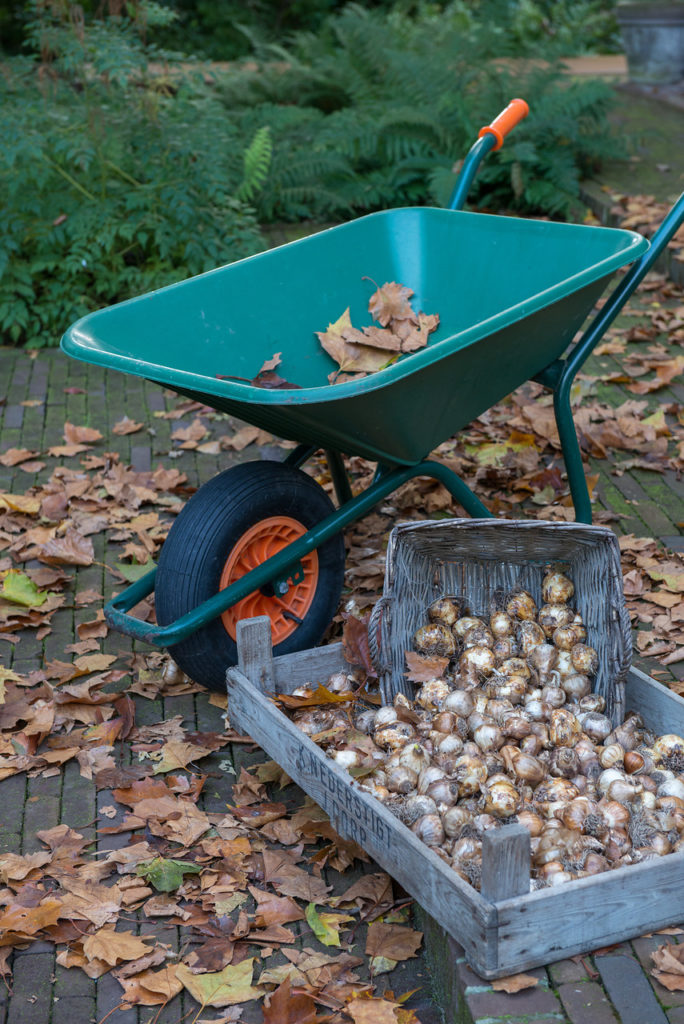 Wheelbarrow and Flower Bulbs