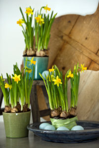 Tete a Tete Daffodils