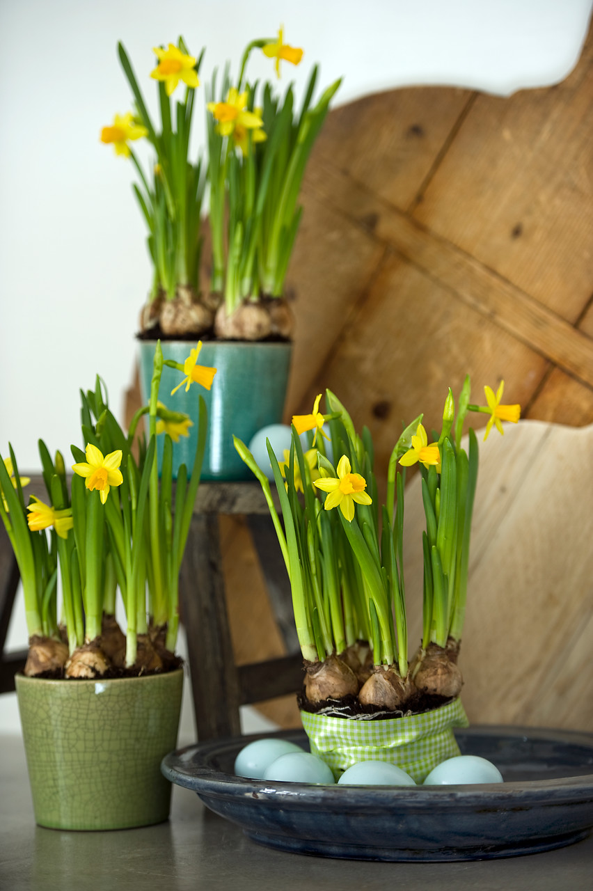 10 Steps to Growing Tete a Tete Daffodils in Pots Garden Bulb Blog