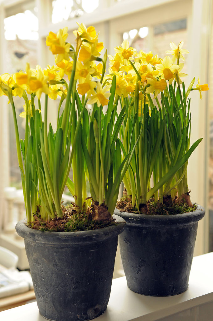 Tete a Tete Daffodils