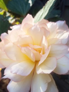 Pink Blush Scentiment Begonia