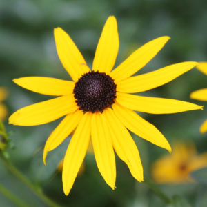 Black Eyed Susan