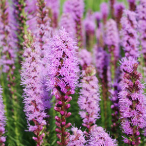 Liatris