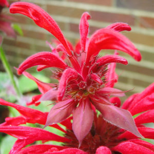 Fireball Bee Balm