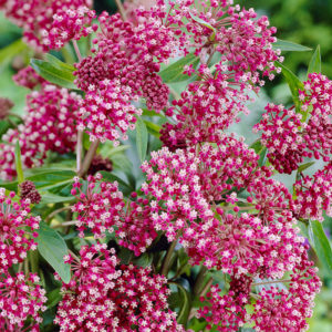 Soulmate Swamp Milkweed