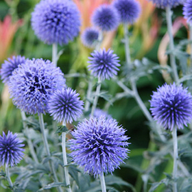 Blue Globe Thistle