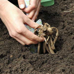 Planting Dahlias