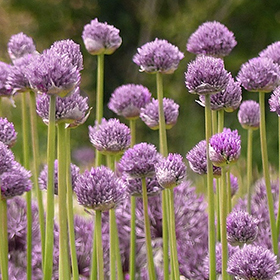 Blue Eddy Allium