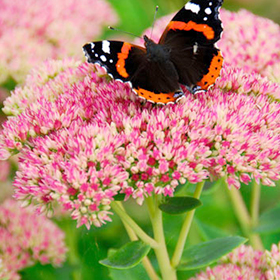 Autumn Joy Sedum