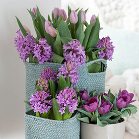 Tulips and Hyacinths