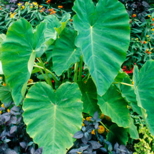 Elephant Ears