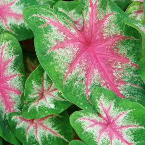 Roseglow Caladium