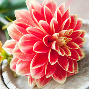 Orange Glory Patio Dinnerplate Dahlia