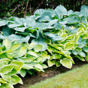 Mixed Hosta