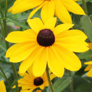 Black Eyed Susan