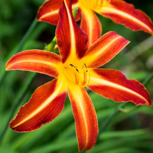 Autumn Red Daylily