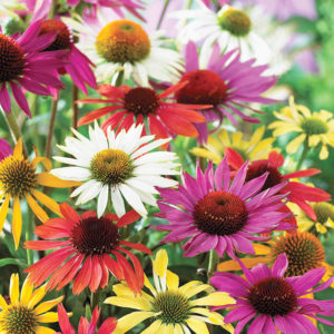 Mixed Coneflower