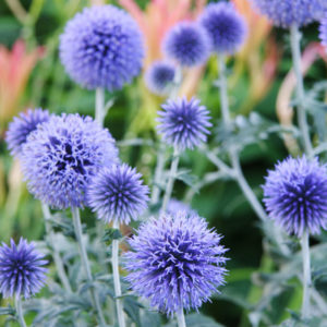 Blue Globe Thistle