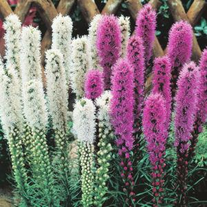 Purple and White Liatris