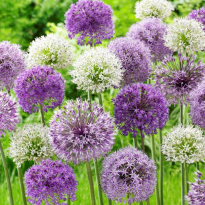 Bubble Blend Allium