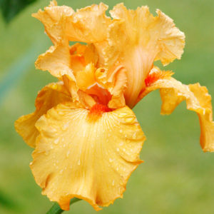 Avalon Sunset Bearded Iris