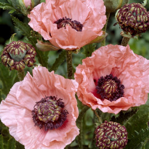 Mrs. Perry Oriental Poppies