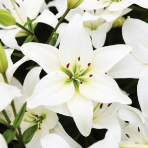 White Asiatic Lily