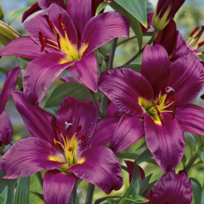 Purple Prince Orienpet Lilies