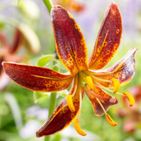 Arabian Night Martagon Lily
