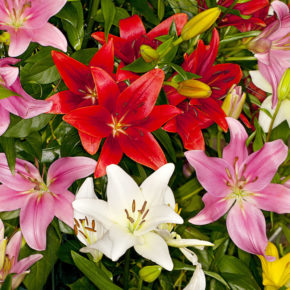 Mixed Asiatic Lilies