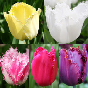 Fringed Tulip Collection