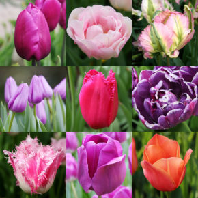 100 Blooms of Purple and Pink Tulips