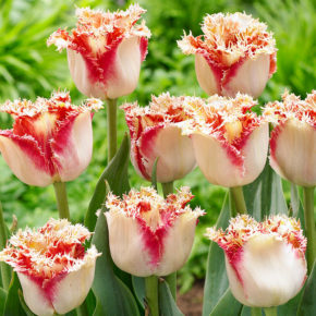 Ballroom Fringed Tulips