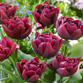 Alison Bradley Tulips