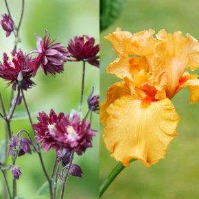 Columbine and Bearded Iris