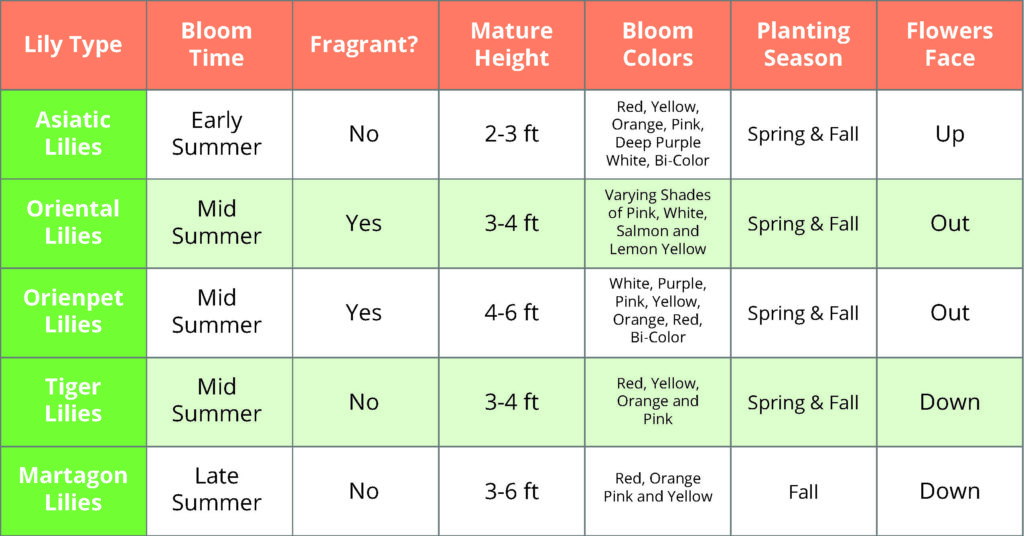 Differences Between Lilies Chart