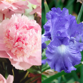 Peony and Bearded Iris