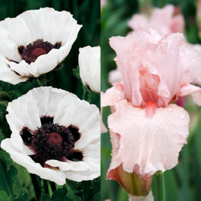 Poppy and Bearded Iris