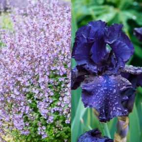 Catmint and Bearded Iris