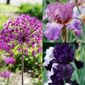 Allium and Bearded Iris