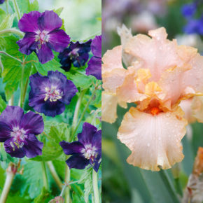 Cranesbill and Bearded Iris