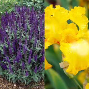 Salvia and Bearded Iris