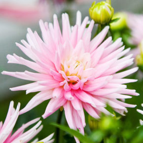 Park Princess Dahlia