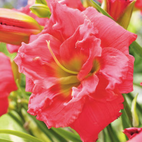 Congo Coral Daylily