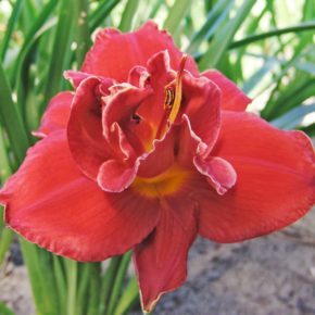 Fires of Fuji Daylily