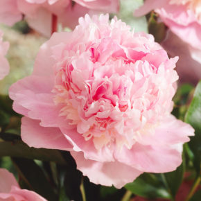 Eden's Perfume Peony