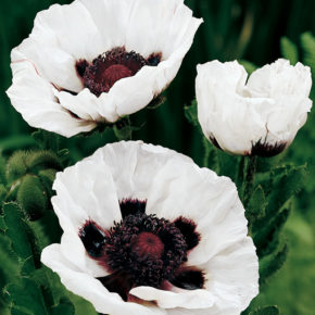 Perrys White Oriental Poppy